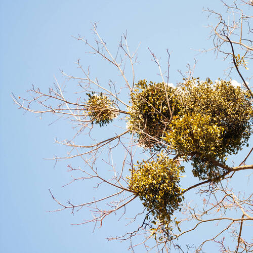 Monter au Vorbourg pour s'y poser et être écouté
